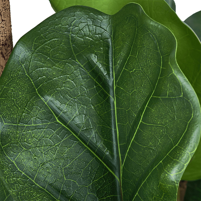 Ownkoti Lifelike Fiddle Leaf Fig Tree Indoor Decor - image 10