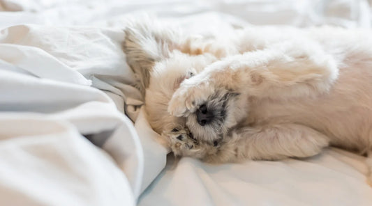 Best Pet Friendly Bedding