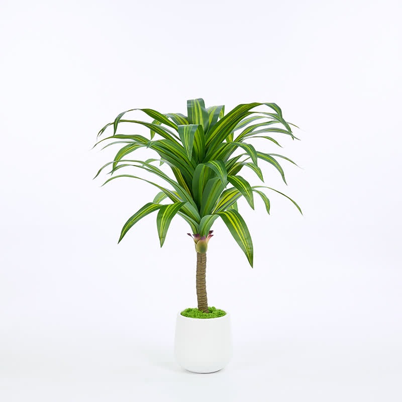 Ownkoti Artificial Dracaena Tree in White Pot for Indoor Outdoor - image 4
